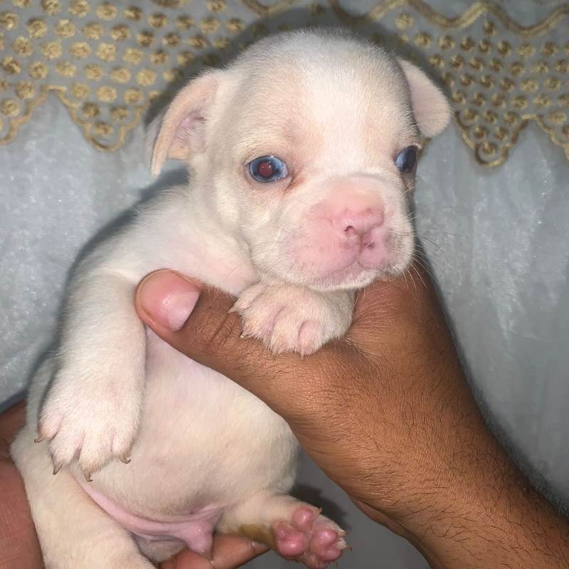 Bulldog Frances 006