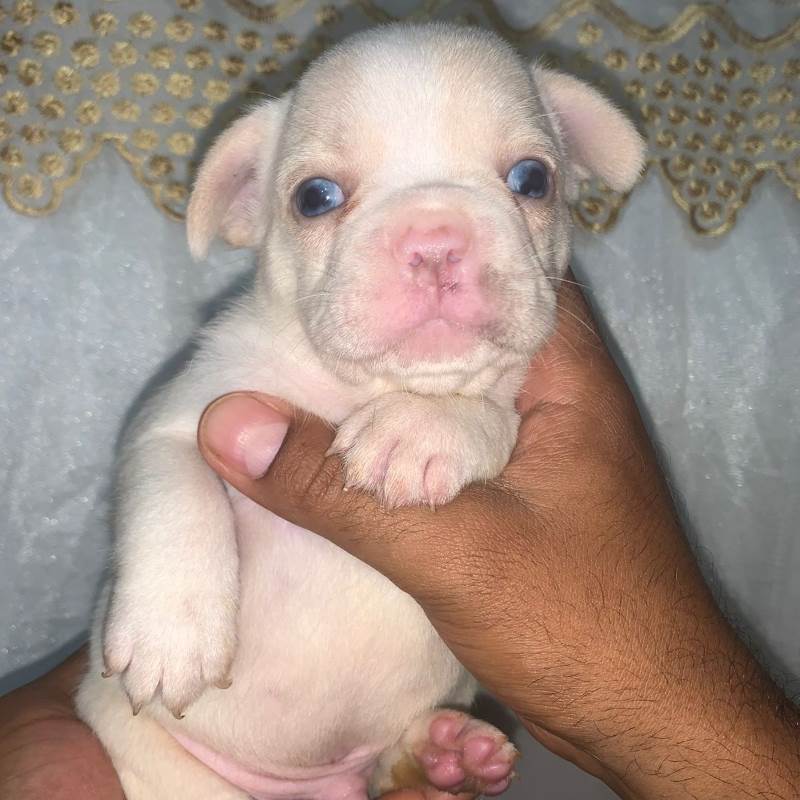 Bulldog Frances 006